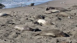 Female elephant seal behavior - Having pups and fighting | San Simeon beach in January 2022