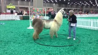 Llama on the Obstacle Course at NAILE | Doris Schlemmer Makes It Look Easy