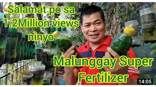 MALUNGGAY: SUPER FERTILIZER SA LAHAT NG URI NG HALAMAN (with ENG subs)