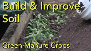 How to Grow and Use Green Manure Crops in the Vegetable Garden