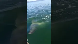 ГРЕНЛАНДСКИЙ КИТ ВО ВСЕЙ КРАСЕ/ЗАВОРАЖИВАЮЩЕЕ ПУТЕШЕСТВИЕ/ТУР НА ШАНТАРЫ