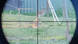 Rabbit Hunting - Over 22 Head Shots - .22lr Rimfire Australia