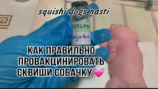 Как правильно провакцинировать сквиши собачку💕