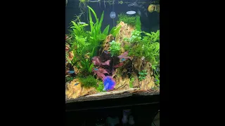 Marks aquariums using a plenum and BCB bags not baskets.