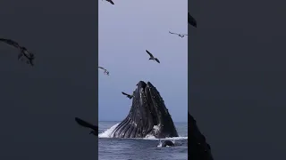 Humpback eats millions of anchovies!