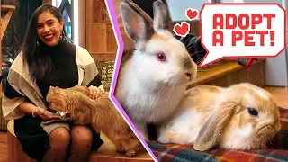 Hedgehog, Bunny & Cat Cafes from Japan! National Adopt A Pet Day!