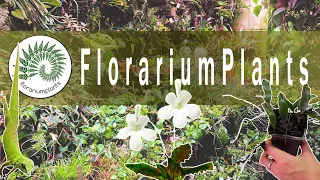 Florarium Plants/Животные на свободном выгуле/Мои покупки