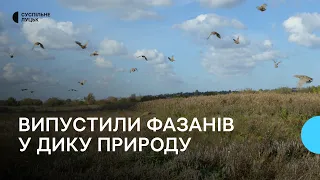 Вирощену на Волині сотню фазанів випустили в дику природу