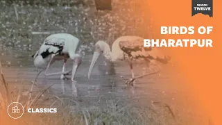 Birds of Bharatpur | Mutual of Omaha's Wild Kingdom