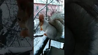 Дусенька прибежала на балкон#nature#squirrel#белка#animals