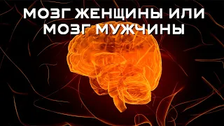 Чем отличается мозг женщины от мозга мужчины?