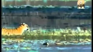 crocodile attack two tigers in water