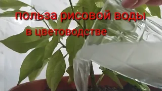 Только рисовая вода,спасет ваши комнатные растения от увядания!