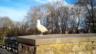 Ручная чайка (Hand seagull) - Таллин (Tallinn) - Путешествуем по Эстонии