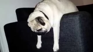 Pug after party
