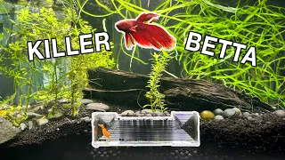 Aquarium Tunnels | Aquarium Shrimp Hide CTWPets