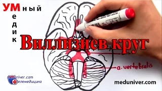 Виллизиев круг - анатомия, сосуды - meduniver.com