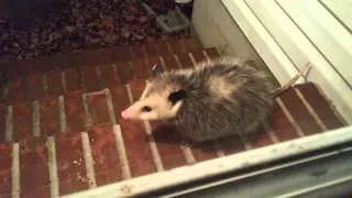 A Opossum came to visit