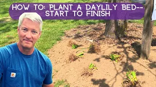 PLANT A DAYLILY BED | Everything You Need for Successful Planting