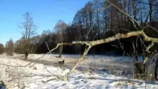 Под Ярославлем браконьеры застрелили трёх лосей