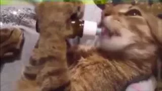 Пьяные коты drunk cats