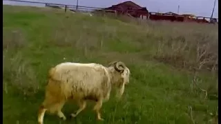 как пасти коз