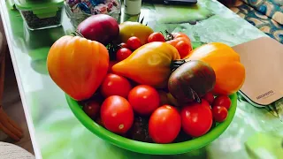 Спешите увидеть !💯🔥💯Яркая и сочная дегустация моих томатов !12 сортов и гибридов #дегустациятоматов