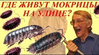 Где Живут Мокрицы в Большом Городе на Улице? Мокрицы в Киеве Летом.