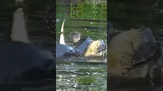 Snapping Turtle eaten ALIVE by River Otter 💯🥶