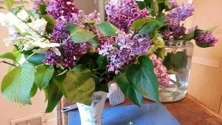 How to Prepare woody stems Lilacs for a Vase