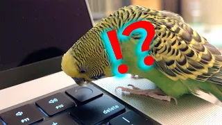 Budgie can't figure out TouchID