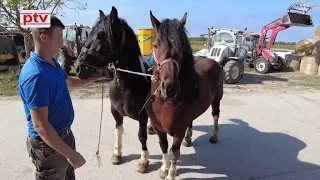 Zbog KONJA sam ostao u BOSNI!!!