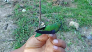 Piedra Ñi/Vaupés/Colombia || كولومبيا -Colibrí o Picaflor-