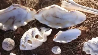 West Oz Waves - The Pursuit of Saltiness