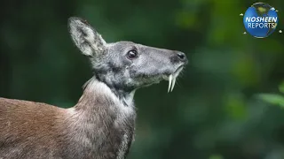 Endangered Musk Deer in lush green forests of Pakistan Administered Kashmir