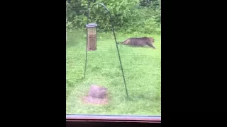 Cat and woodchuck