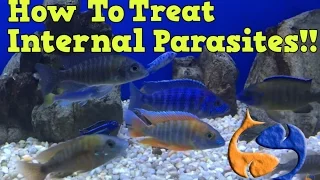 How To Treat For Internal Parasites In Your Fish Part 1! Medicate The Food! KGTropicals!