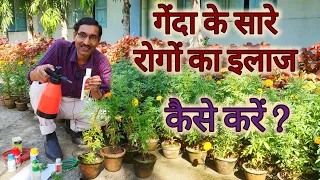 गेंदा के रोगों का इलाज कैसे करें ? Marigold disease control