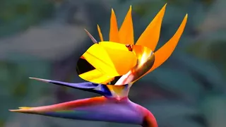 Bird Of Paradise Flower (HD1080p)