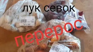 Что делать если перерос лук-севок.