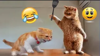 Best funny cats videos ever 2023😼 funniest Animals 2023😂 Part 20