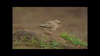 Tawny Lark