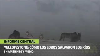 14 lobos recuperaron todo un ecosistema