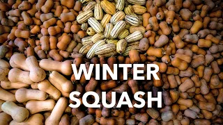 How to Grow Butternuts, Pumpkins, and Any Other Winter Squash | A Complete Guide