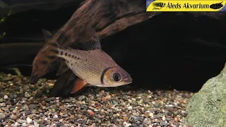 Fisk i butiken! 🐠 Åleds akvarium