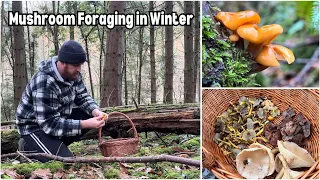 Mushroom Foraging Walk in Winter