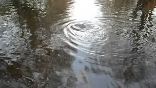 Trout fly fishing  .Ловля форели. нахлыст в Англии