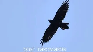 Олег Тихомиров ★ Ворон