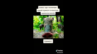 Топ 5 смешных кабанов🤣🤣🤣😂😂😉 ТИК ТОК