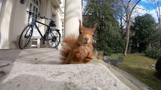 Das Kanzleieichhörnchen mit etwas Pech